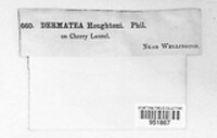 Image of Pezicula houghtonii